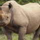 Illustration for article titled Collapse of Large Herbivores May Lead to Empty Landscapes Worldwide